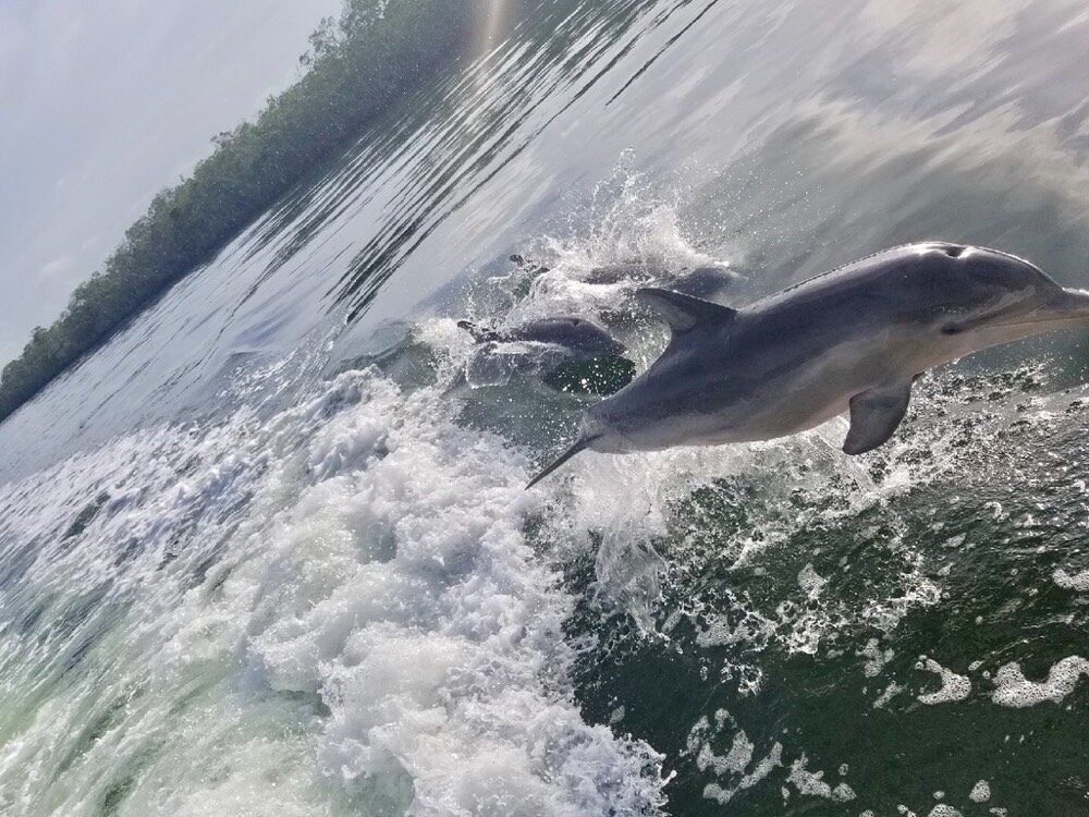 A wild dolphin leaping alongside the boat on a private Florida Bay eco tour in Key Largo