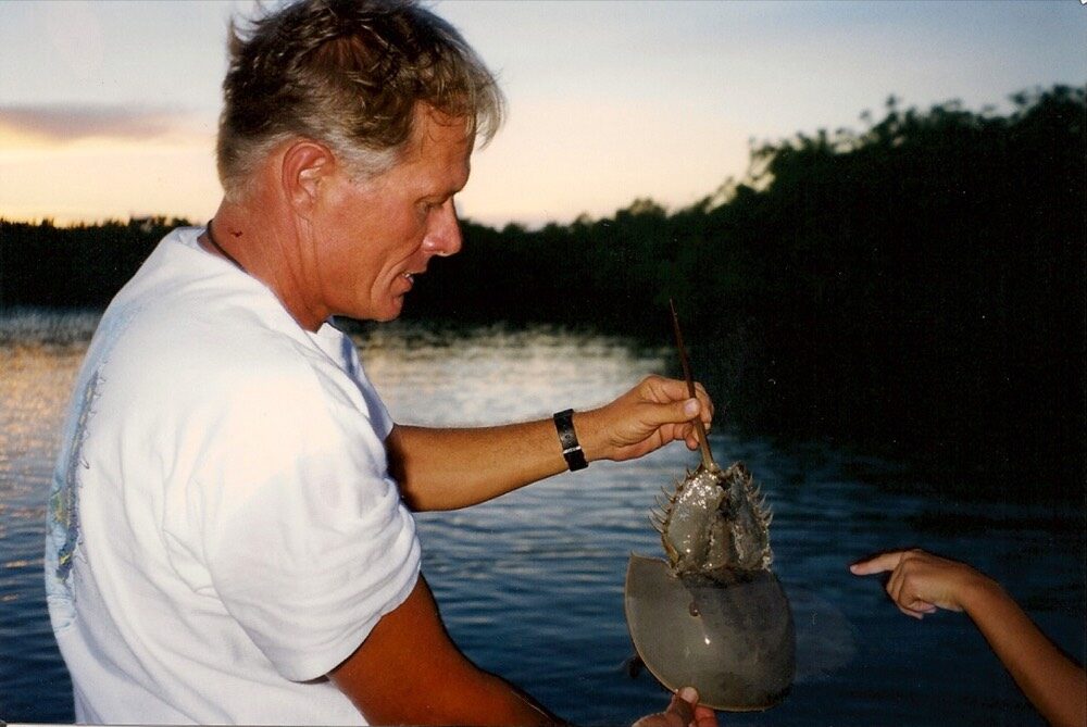 A horseshoe crab on the shallow flats during a Key Largo eco tour