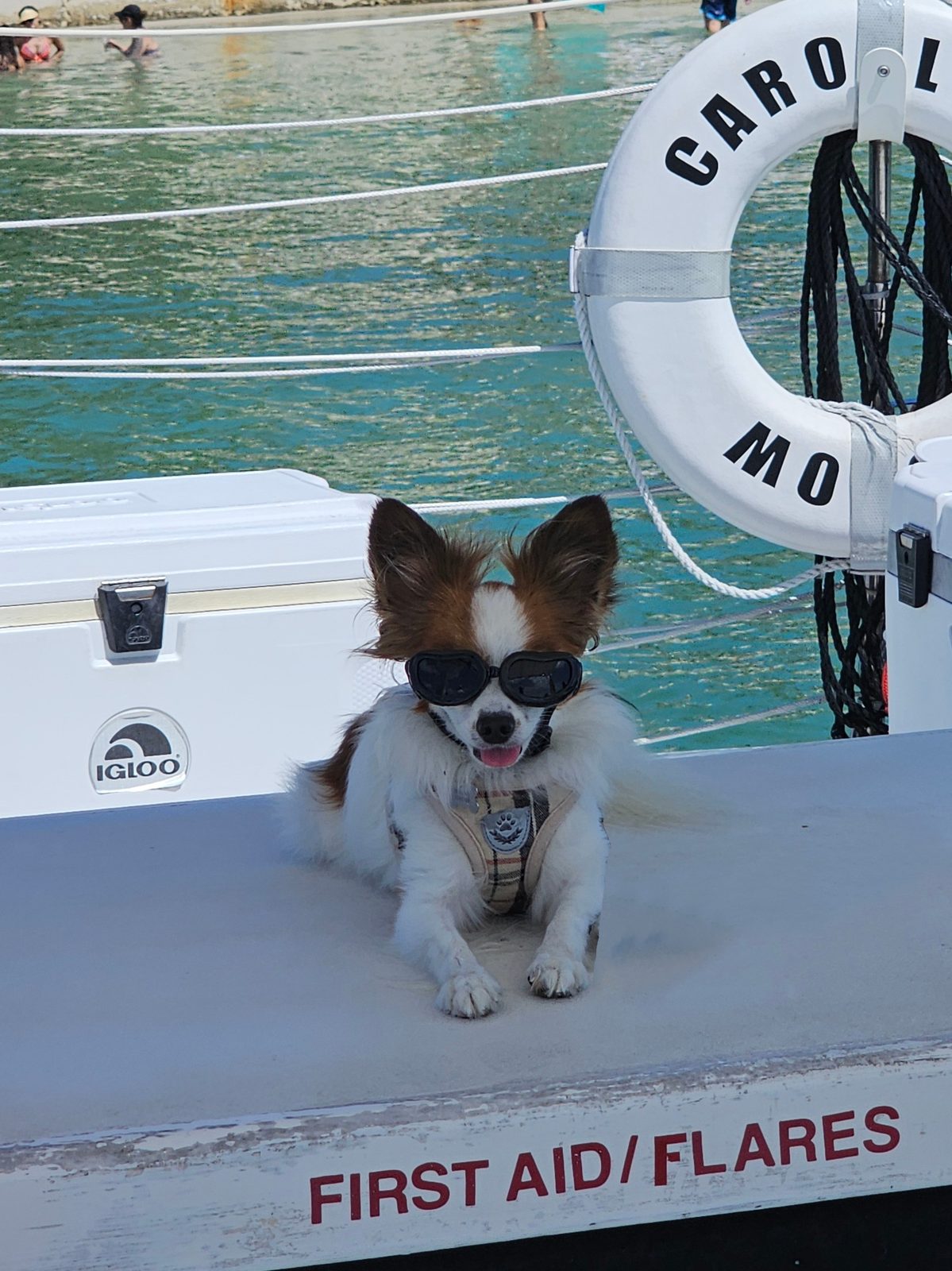 A small dog perched on the cooler beside the Carolina Moon's life ring, keeping watch over the deck