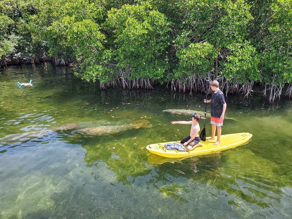 Guests paddleboarding and snorkeling the calm, clear shallows over seagrass and manatees near the Key Largo mangroves