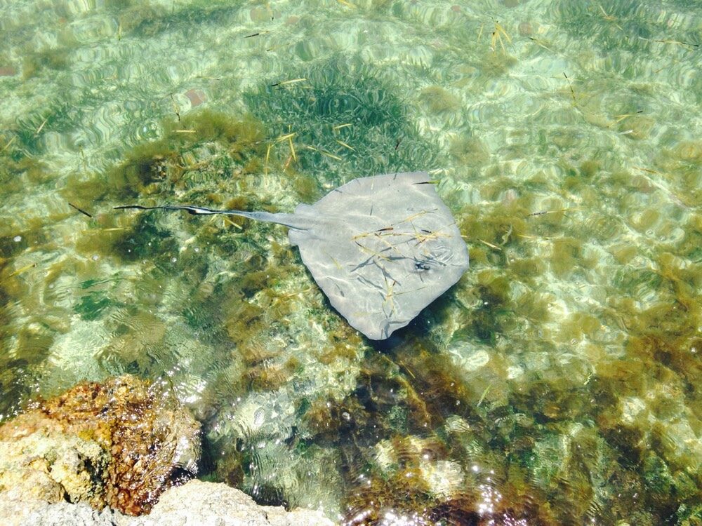 A southern stingray gliding over the seagrass flats of Florida Bay
