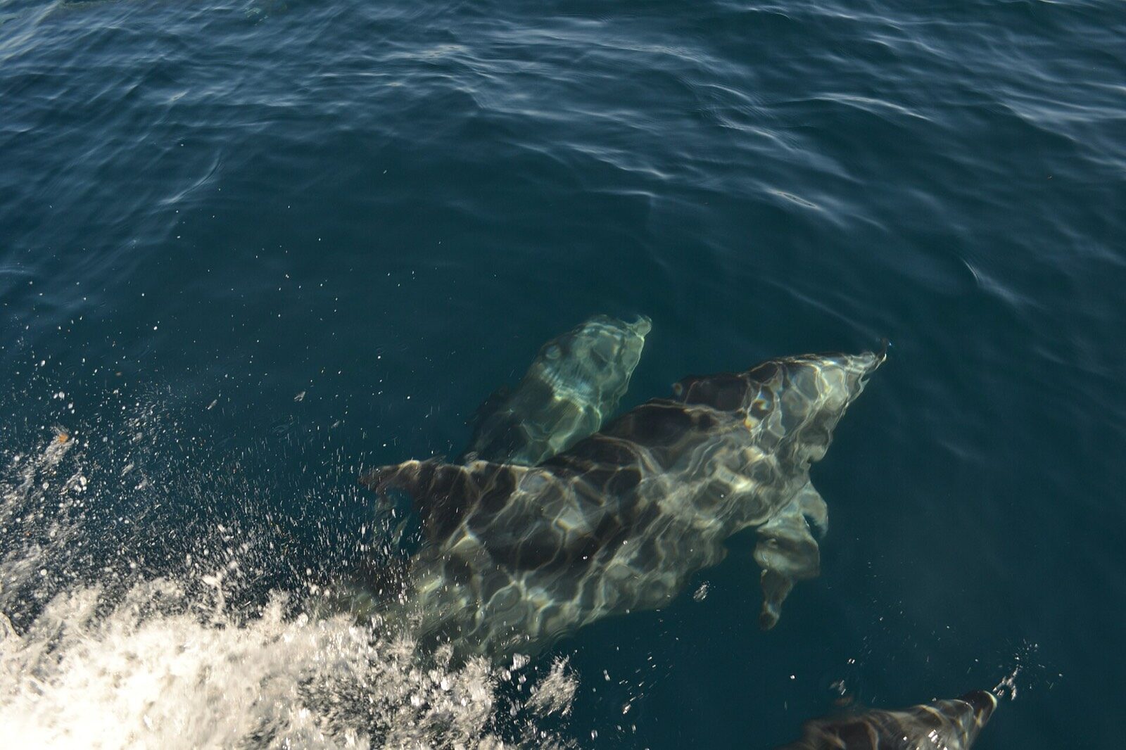 Bottlenose dolphins riding the bow wake of a boat in Florida Bay