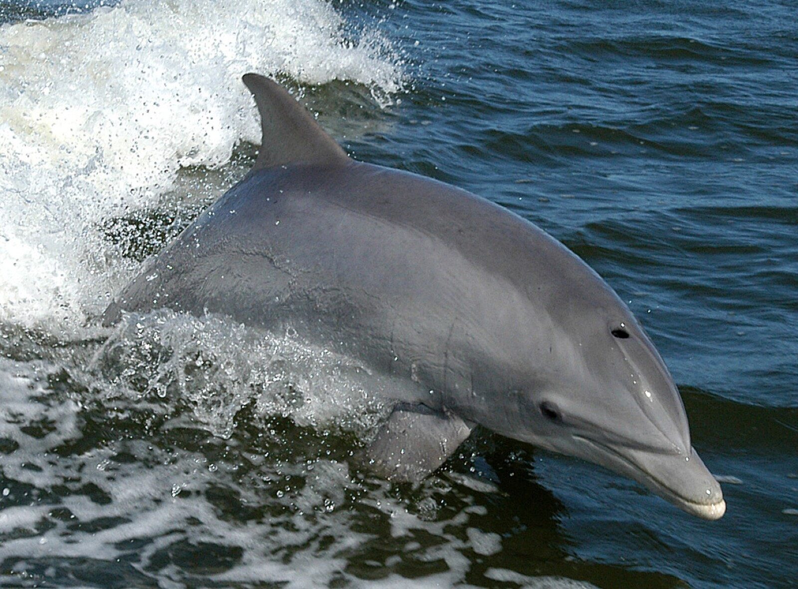 Winter wildlife on quiet, glassy Florida Bay near Key Largo