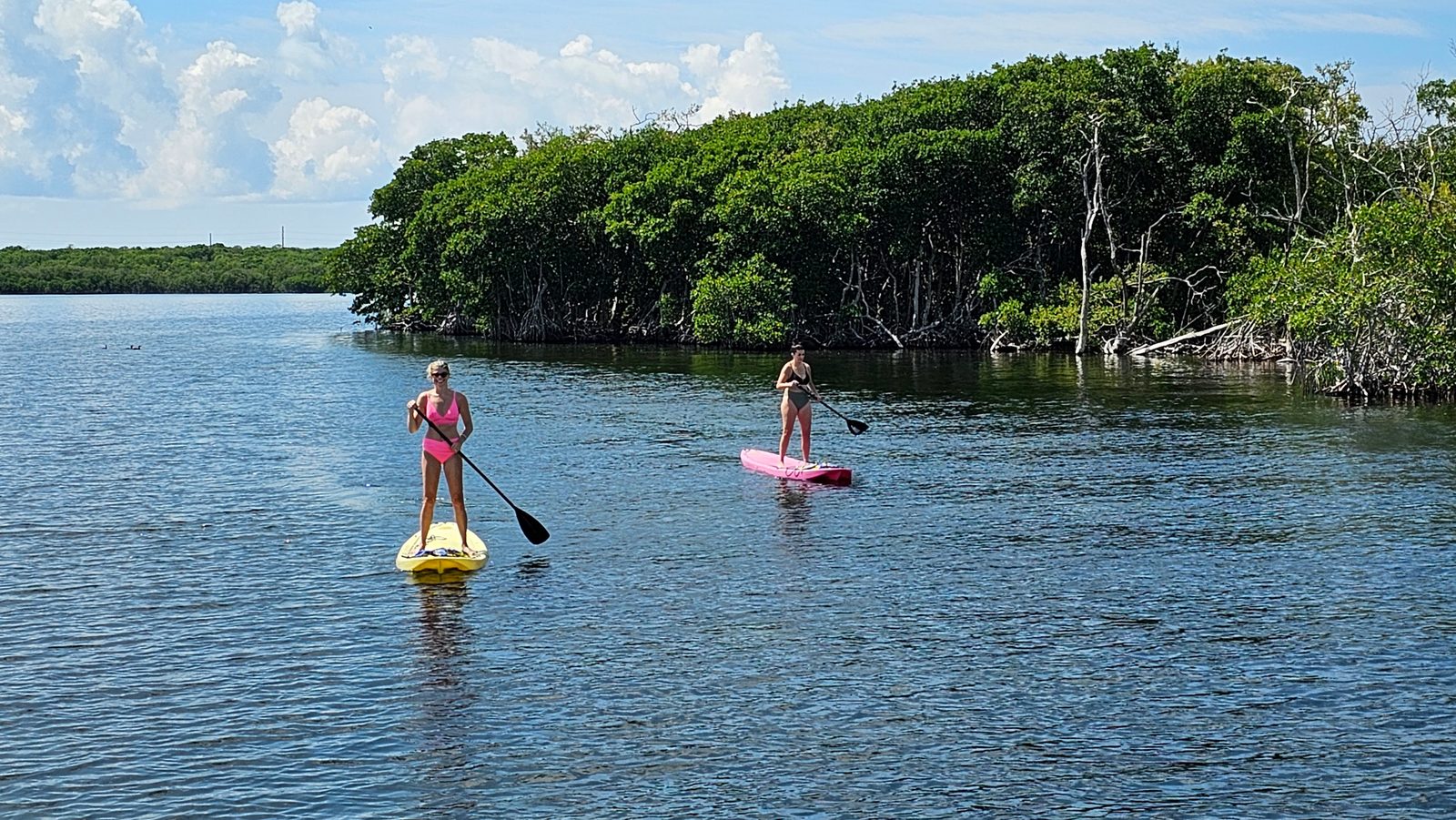 Lush late-summer backcountry teeming with life in Florida Bay