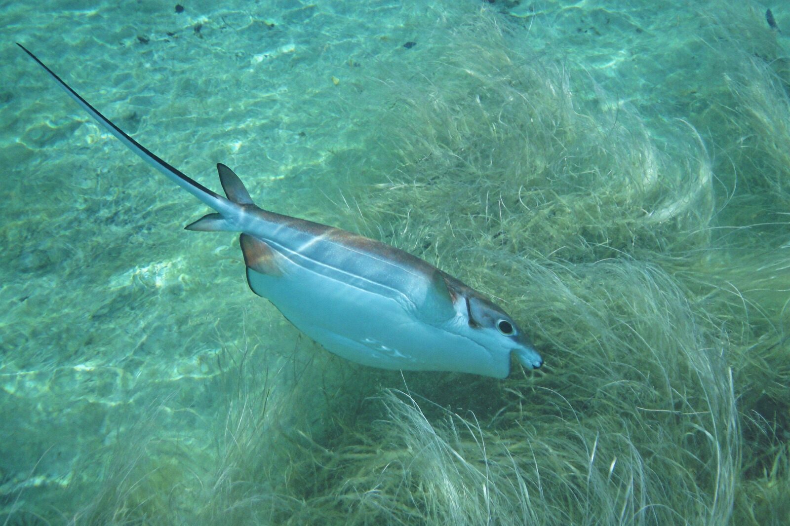 A wish-list of Florida Bay marine life including rays and sea turtles