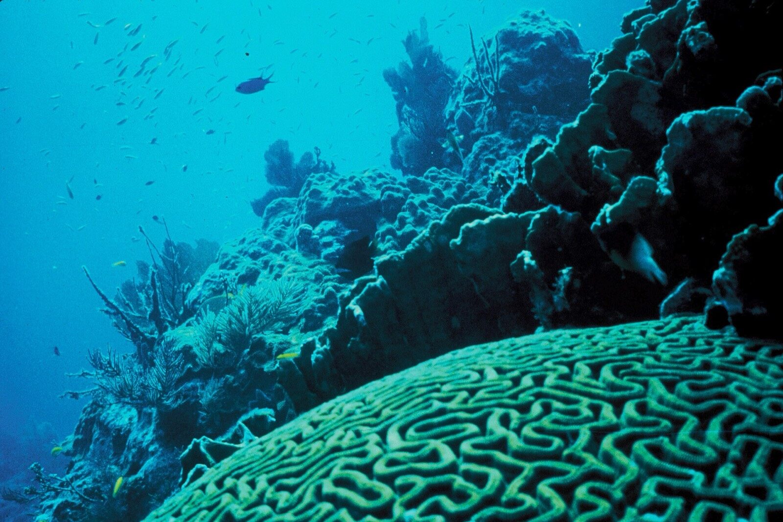 Clear Florida Keys water over a shallow reef, ideal for comfortable snorkeling