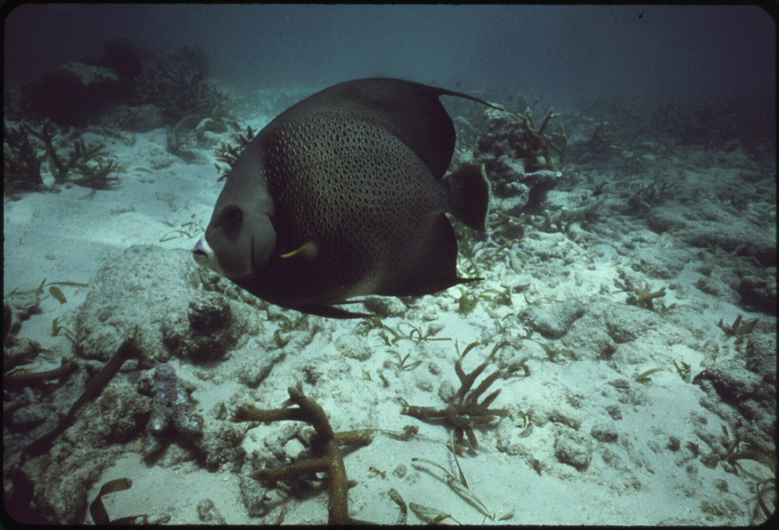 Comparing the calm bay flats with the deeper coral reef off Key Largo