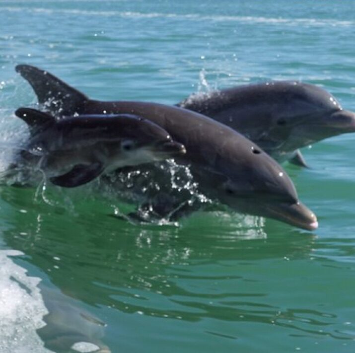 Two wild bottlenose dolphins leaping from the green water of Florida Bay near Key Largo